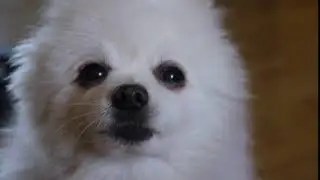 bork