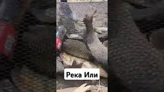 Сазан. Июнь 2024. Река Или #рыбалка #fishing #природа