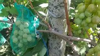 Джин - гибридная форма Калугина. В.М.