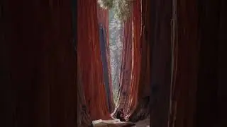 Check Out These Giant Sequoias 🤩