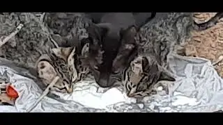 ДАЙ КОШКАМ БЕЛЕНЬКОЕ