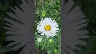 Астры.