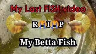 🐟My Golden betta fish R.I.P😭 | my last fish video | தமிழில்