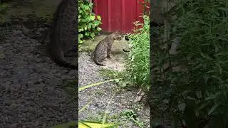 #cat #bunny #wildeagle #eagle #rabbit #animals #birds #eagletfight #zooanimals #catfight #cats