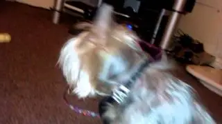 MAX the yorkshire terrier serpent tongued dog