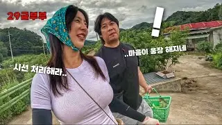 시어머니 앞에서 29금드립 날려버리는 시골집며누리|옥수수따러 왔어요!