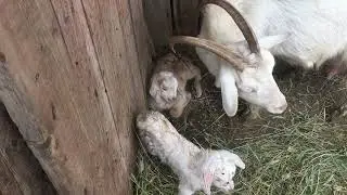 Окот Белки на Троицу!