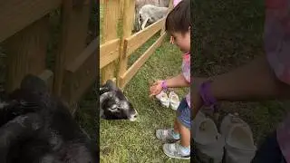 Not the Goat! #toddler #toddleractivities #pettingzoo #goat #goats #easter #easter2024