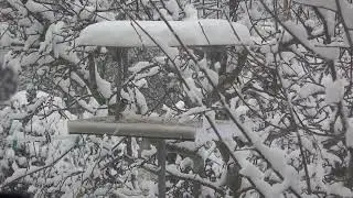 Feeder in the Crimea.Feder in Chersoneso . Годівничка  в Криму.Кормушка в Крыму.Feder op de Krim.