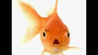 Funny Talking Goldfish