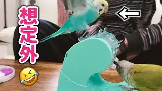 A parakeet listens intently to a story about something coming out of its mouth | Playing with toy...