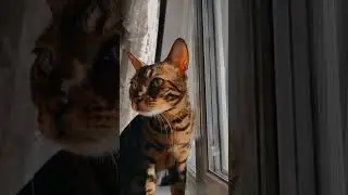 #бенгальскийкот