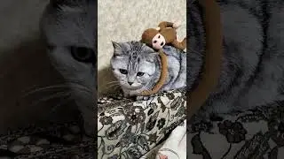 От чего зависит скорость кота? 