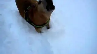Sidney im Schnee