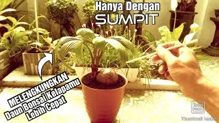 Cara Membuat Daun Bonsai Kelapa Melengkung Ala 