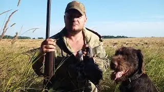 Охота на вяхиря. Сезон лето-осень 2022.