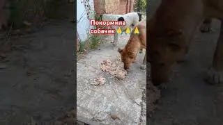 #бездомныесобачки #рекомендации #shorfs #гулькевичи #кубань 🙏🙏🙏