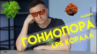 гониопора | vlog#11 | лпс кораллы | гониопора лпс коралл | lps коралл | морской аквариум
