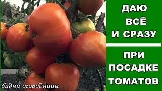 ВКУСНАЯ ЗАПРАВКА ДЛЯ ТОМАТОВ ПРИ ПОСАДКЕ  В ГРУНТ.ОТЛИЧНЫЙ СТАРТ!