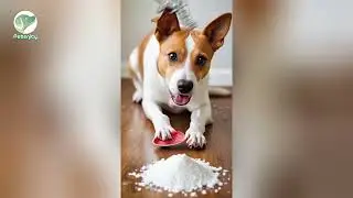 Here are 12 Foods You Should Never Give to Your Dog. Stay informed and protect your pet's health!