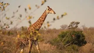 Африка видео 1