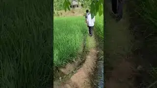 Rindu