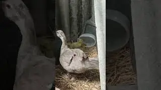 Уточка лаванда стала мамочкой