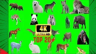 20+ realistic animals green screen 4k video