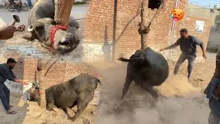 Rani K Lye Aisa Krna Bht Zrori Tha😰