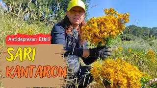 SARI KANTARON BİTKİSİ / El Değmemiş Topraklarda Sarı Kantaron Topladım / Şifalı Bitkiler