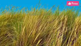 4k grass video .