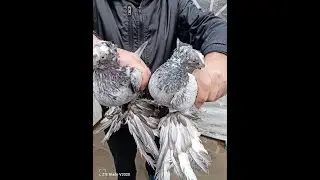 Игровые двухчубые  голуби Андрея Горст