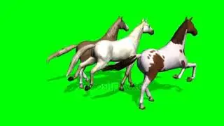 horse green screen free download