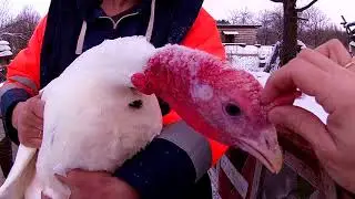Как определить пол у индюков? \\ В деревню!