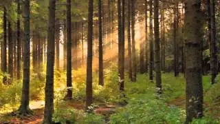 Сплин Иди через лес Акустика