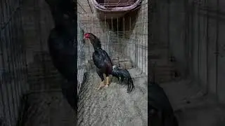 RONALDO GALISTA E UM FENOMENO