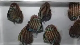 Дискус туркис красный (Symphysodon aequifasciata axelrodi)