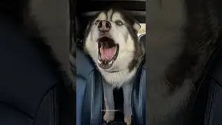 Normal dogs vs Huskies🤣🐕#shorts #dog #doglover #dogs #husky #huskydog