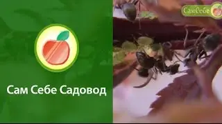 Как бороться с муравьями, как избавиться от муравьев - а надо ли?