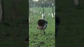 SLOW Motion Archery Grocery Shopping  