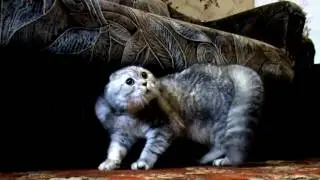 Шок! Слабонервным не смотреть!!!
