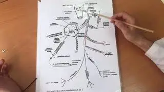 Языкоглоточный нерв 9 пара.Анатомия