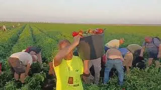 Сезонная работа в Испании на полях