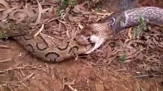 snake eating snake