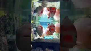 Selokan Paling bersih di Dunia, Bahkan ada ikan KOI😱 #hewan #animals