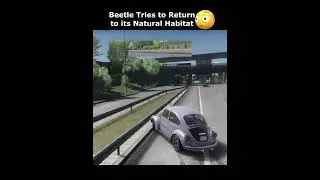Beetle tries to return home but falls into the abyss😳 