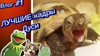 Влог #1-Лучшие Кадры черепахи Дуси(мой питомец).
