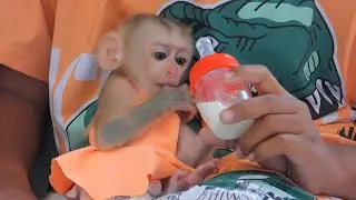 Adorable Brother Meng Feeding Milk To Tiny Valen