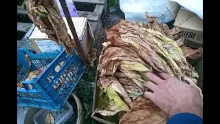 Томление в теплице