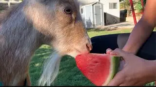 Goat Asmr! Part 2